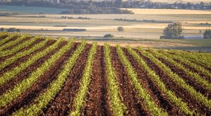 Farm crops per acre
