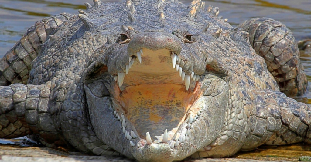 Saltwater crocodile is one of the strongest animals by bite force.