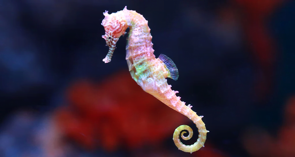 Seahorses are one of the slowest animals in the sea