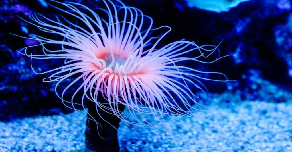 Sea anemone is the slowest animal in the world.