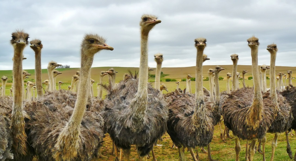 Ostrich tallest animals in the world