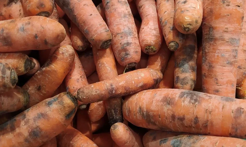 Bad carrots