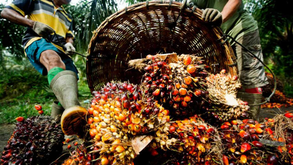 Palm Oil Trading Business is a business you can start with one million