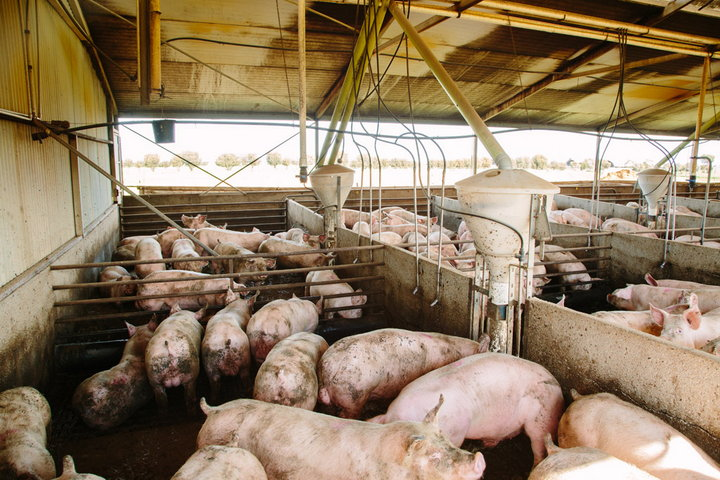 Pig farming can be started with 1 million naira