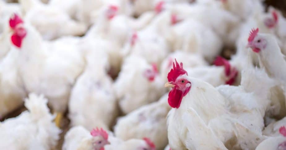 poultry business in Nigeria need capital